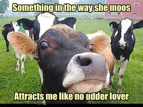 cow meme